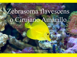 Carlos Michel Fumero
Zebrasoma flavescens
o Cirujano Amarillo
 