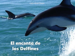 El encanto de
los Delfines
Carlos Michel Fumero
 