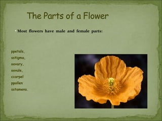 • Most flowers have male and female parts:

ppetals,
sstigma,
oovary,
oovule,
ccarpel
ppollen
sstamens.

 