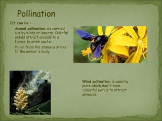 IIt can be :
Animal pollination: its carried
out by birds or insects. Colorful
petals attract animals to a
flower to drink nectar.
Pollen from the stamens sticks
to the animal´s body.

Wind pollination: is used by
plats which don´t have
colourful petals to attract
animanls.

 