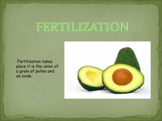 Fertilization takes
place it is the union of
a grain of pollen and
an ovule.

 