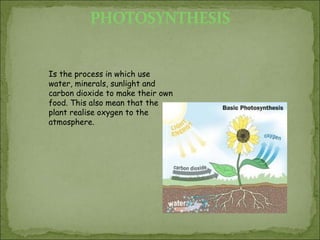 Is the process in which use
water, minerals, sunlight and
carbon dioxide to make their own
food. This also mean that the
plant realise oxygen to the
atmosphere.

 