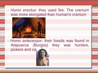 - Homo erectus: they used fire. The cranium
was more elongated than human's cranium
- Homo antecessor: their fossils was found in
Atapuerca (Burgos) they was hunters,
pickers and cannibals
 