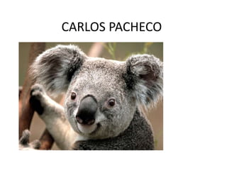 CARLOS PACHECO
 