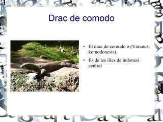 Drac de comodo

       ●   El drac de comodo o (Varanus
           komodonesis).
       ●   Es de les illes de indonesi
           central
 