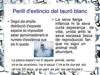 Perill d'extincio del tauró blanc
●   Degut ala amplia
                                  ●   La seva llarga
                                      infància hi la seva
    distribució d'aquesta             curta esperança de
    especie es impossible             vida, unida amb la
    saber aproximadament el           seva escassa tasca
    numero d'existència que           de reproducció fan
    els hi queda.                     que no sigui un
                                      animal molt
                                      abundant.

    La pesca espor t iva d' aquest animal, sense
    int er ès econòmic, ha cr escut l' int er ès dur ant els
    últ ims 30 anys, gr an par t es per les pel·licular s
    com “t ibur ón”.
 