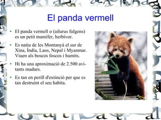 El panda vermell
●   El panda vermell o (ailurus fulgens)
    es un petit mamífer, herbívor.
●   Es natiu de les Montanyà el sur de
    Xina, Índia, Laos, Nepal i Myanmar.
    Viuen als boscos foscos i humits.
●   Hi ha una aproximació de 2.500 avi-
    tants madurs.
●   Es tan en perill d'extinció per que es
    tan destruint el seu habita.
 