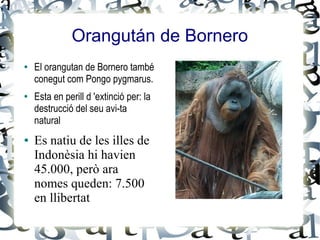 Orangután de Bornero
●   El orangutan de Bornero també
    conegut com Pongo pygmarus.
●   Esta en perill d 'extinció per: la
    destrucció del seu avi-ta
    natural
●   Es natiu de les illes de
    Indonèsia hi havien
    45.000, però ara
    nomes queden: 7.500
    en llibertat
 