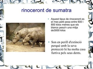 rinoceront de sumatra
           ●   Aquest tipus de rinoceront es
               el mes petit pesa entre 600 i
               800 kilos metres que els
               blancs pesa'n una mitja
               de3000 kilos



           ●   Son en perill d'extinció
               perquè amb la seva
               protecció hi ha molta casa
               furtiva pels seus dents.
 