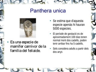 Panthera unica
                             ●   Se estima que d'aquesta
                                 especie apenàs hi hauran
                                 5000 especies.
                             ●   El període de gestació es de
                                 aproximadament 100 dias tenen
                                 normal ment dos cadells, poden
●   Es una especie de            tenir arribar fins ha 5 cadells.
    mamífer carnívor de la       Sels considera adults a partir dels
    família del feliaide.
                             ●


                                 dos anys
 