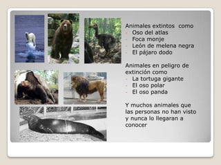 Animales extintos como
- Oso del atlas
- Foca monje
- León de melena negra
- El pájaro dodo

Animales en peligro de
extinción como
- La tortuga gigante
- El oso polar
- El oso panda


Y muchos animales que
las personas no han visto
y nunca lo llegaran a
conocer
 