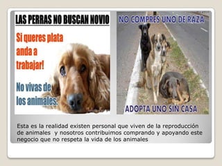 Esta es la realidad existen personal que viven de la reproducción
de animales y nosotros contribuimos comprando y apoyando este
negocio que no respeta la vida de los animales
 