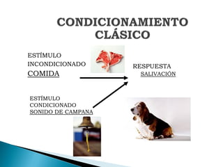 ESTÍMULO
INCONDICIONADO      RESPUESTA
COMIDA               SALIVACIÓN



ESTÍMULO
CONDICIONADO
SONIDO DE CAMPANA
 