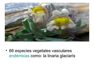 66 especies vegetales vasculares  endémicas  como: la linaria glaciaris 