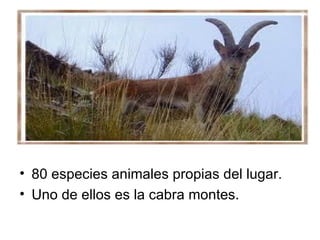 80 especies animales propias del lugar. Uno de ellos es la cabra montes. 