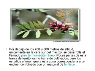 Por debajo de los 700 u 800 metros de altitud, únicamente en la cara sur del macizo, se desarrolla el llamado  piso  termomediterráneo . Pocas partes de esta franja de territorios no han sido cultivados, pero los estudios afirman que a esta zona correspondería a un encinar combinado con un matorral de  lentisco   