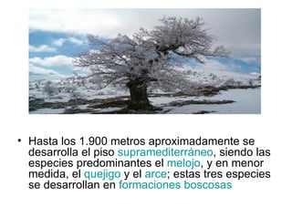 Hasta los 1.900 metros aproximadamente se desarrolla el piso  supramediterráneo , siendo las especies predominantes el  melojo , y en menor medida, el  quejigo  y el  arce ; estas tres especies se desarrollan en  formaciones boscosas   