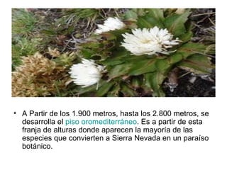 A Partir de los 1.900 metros, hasta los 2.800 metros, se desarrolla el  piso  oromediterráneo . Es a partir de esta franja de alturas donde aparecen la mayoría de las especies que convierten a Sierra Nevada en un paraíso botánico. 