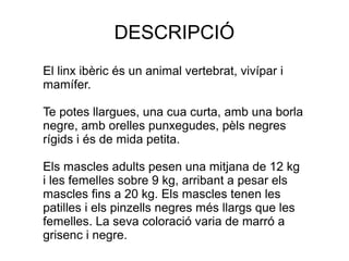 DESCRIPCIÓ
El linx ibèric és un animal vertebrat, vivípar i
mamífer.
Te potes llargues, una cua curta, amb una borla
negre, amb orelles punxegudes, pèls negres
rígids i és de mida petita.
Els mascles adults pesen una mitjana de 12 kg
i les femelles sobre 9 kg, arribant a pesar els
mascles fins a 20 kg. Els mascles tenen les
patilles i els pinzells negres més llargs que les
femelles. La seva coloració varia de marró a
grisenc i negre.
 