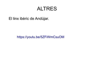 ALTRES
El linx ibèric de Andújar.
https://youtu.be/5ZFiWmCsuOM
 