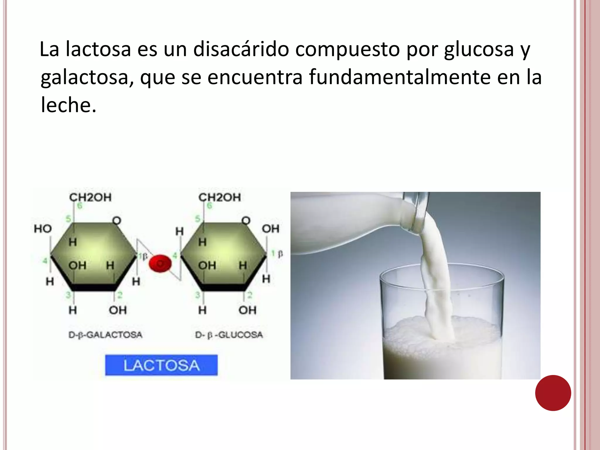 La encina es lo que separa los dos monosacáridos, para que pueda ser asimilada por los mamíferos.                                                                                                                                                                    Por ejemplo los  yogures sin lactosa, el queso, suelen tener la lactosa cortada.