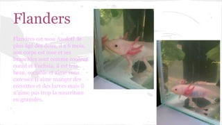 Flanders
Flandres est mon Axolotl le
plus âgé des deux, il a 6 mois,
son corps est rose et ses
branchies sont comme couleur
corail et Fuchsia, il est très
beau, sociable et aime vous
caresser.Il aime manger des
crevettes et des larves mais il
n’aime pas trop la nourriture
en granules.

 