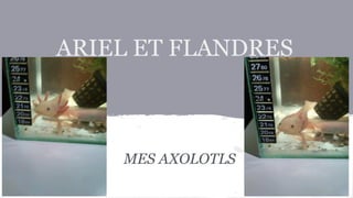 ARIEL ET FLANDRES

MES AXOLOTLS

 