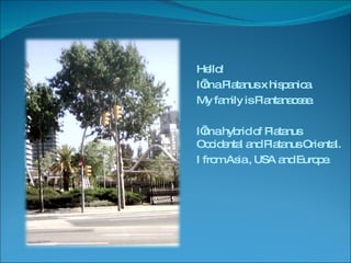 Hello! I’m a Platanus x hispanica. My family is Plantanaceae. I’m a hybrid of Platanus Occidental and Platanus Oriental. I from Asia , USA and Europe. 