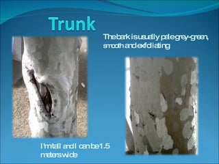 I'm tall  and  I can be 1.5 meters wide The bark is usually pale grey-green,  smooth  and exfoliating 