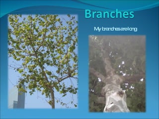 My branches are long 
