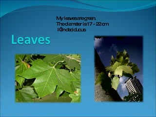 My leaves are green.  The diameter is 17 - 22 cm. I’m deciduous.  