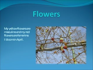 My yellow flowers are masculine and my red flowers are femenine. I bloom in April. 