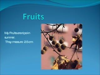 My Fruits are ripe in  summer. They measure  2.5 cm. 