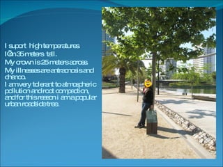 I suport  high temperatures. I’m 35 meters  tall. My crown is 25 meters across. My illnesses are antracnosis and chanco. I am very tolerant to atmospheric pollution and root compaction, and for this reason i am a popular urban roadside tree. . 