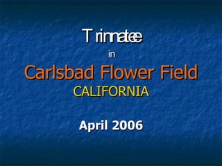T rinnate
              e
          in

Carlsbad Flower Field
     CALIFORNIA

      April 2006
 