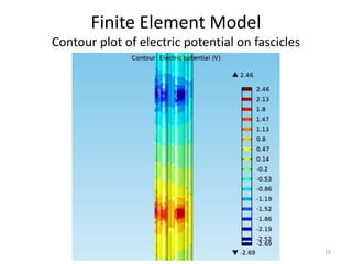 Finite Element Model
Contour plot of electric potential on fascicles
10
 