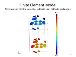 Finite Element Model
Slice plots of electric potential in fascicles at cathode and anode
12
 