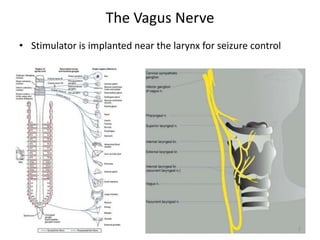 The Vagus Nerve
• Stimulator is implanted near the larynx for seizure control
2
 