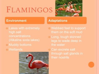 FLAMINGOS
Environment               Adaptations

 Lakes with extremely     Webbed feet to support
  high salt                 them on the soft mud
  concentrations           Long, tough skinned
  (Alkaline soda lakes)     legs to wade deep in
 Muddy bottoms             the water
 Wetlands                 Can excrete salt
                            through salt glands in
                            their nostrils
 