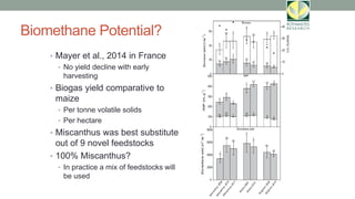 Biomethane Potential?
• Mayer et al., 2014 in France
• No yield decline with early
harvesting
• Biogas yield comparative to
maize
• Per tonne volatile solids
• Per hectare
• Miscanthus was best substitute
out of 9 novel feedstocks
• 100% Miscanthus?
• In practice a mix of feedstocks will
be used
 