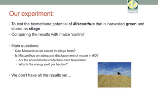 Our experiment:
• To test the biomethane potential of Miscanthus that is harvested green and
stored as silage
• Comparing the results with maize ‘control’
• Main questions:
• Can Miscanthus be stored in silage form?
• Is Miscanthus an adequate displacement of maize in AD?
• Are the environmental credentials more favourable?
• What is the energy yield per hectare?
• We don’t have all the results yet…
 