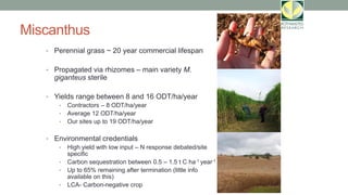 Miscanthus
• Perennial grass ~ 20 year commercial lifespan
• Propagated via rhizomes – main variety M.
giganteus sterile
• Yields range between 8 and 16 ODT/ha/year
• Contractors – 8 ODT/ha/year
• Average 12 ODT/ha/year
• Our sites up to 19 ODT/ha/year
• Environmental credentials
• High yield with low input – N response debated/site
specific
• Carbon sequestration between 0.5 – 1.5 t C ha-1 year-1
• Up to 65% remaining after termination (little info
available on this)
• LCA- Carbon-negative crop
 