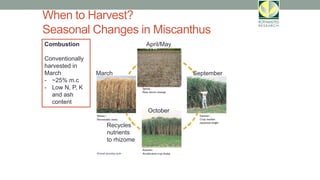 When to Harvest?
Seasonal Changes in Miscanthus
April/May
March September
October
Combustion
Conventionally
harvested in
March
- ~25% m.c
- Low N, P, K
and ash
content
Recycles
nutrients
to rhizome
 