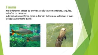 Fauna
Hai diferentes clases de animais acuáticos coma troitas, anguías,
salmóns ou lamprea.
Ademais de mamíferos coma o desmán ibérico ou as lontras e aves
acuáticas no tramo baixo.
 