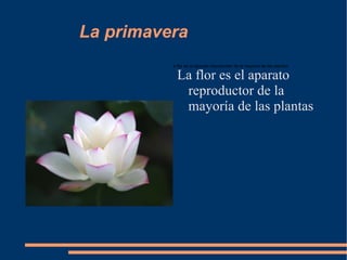 La primavera ,[object Object],a flor es el aparato reproductor de la mayoría de las plantas 