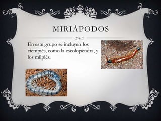 MIRIÁPODOS
En este grupo se incluyen los
ciempiés, como la escolopendra, y
los milpiés.
 