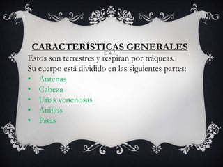 CARACTERÍSTICAS GENERALES
Estos son terrestres y respiran por tráqueas.
Su cuerpo está dividido en las siguientes partes:
• Antenas
• Cabeza
• Uñas venenosas
• Anillos
• Patas
 