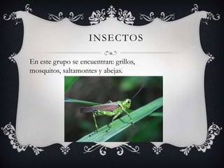 INSECTOS
En este grupo se encuentran: grillos,
mosquitos, saltamontes y abejas.
 