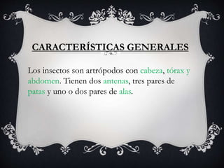 CARACTERÍSTICAS GENERALES
Los insectos son artrópodos con cabeza, tórax y
abdomen. Tienen dos antenas, tres pares de
patas y uno o dos pares de alas.
 