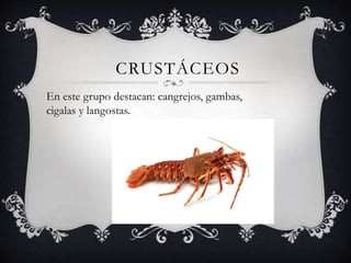 CRUSTÁCEOS
En este grupo destacan: cangrejos, gambas,
cigalas y langostas.
 